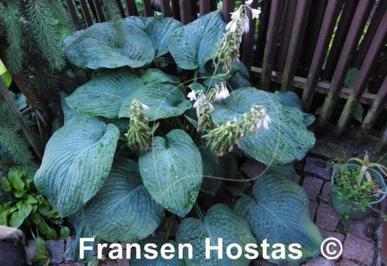 Hosta Gray Cole